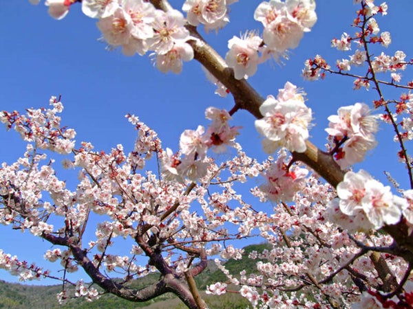 【奈良県内発】 和歌山・高級珍品グルメ(クエ・チョウザメ)食べ比べ&春の訪れ香る「南部梅林」モニターツアー 日帰り2